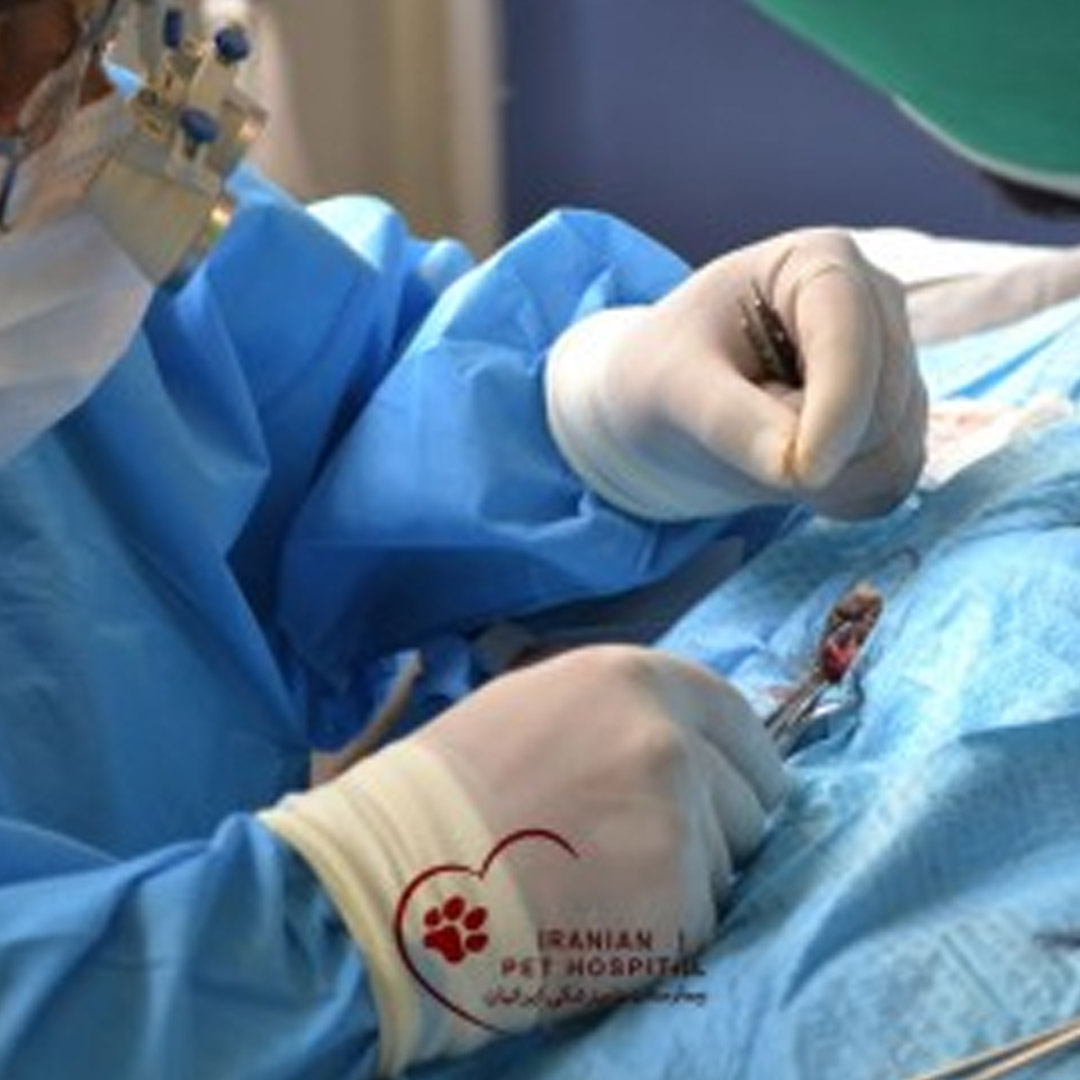 بیمارستان دامپزشکی ایرانیان